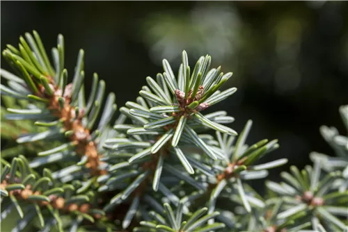 Serbische Kegelfichte 'Nana' - Picea omorika 'Nana'