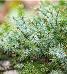 Serbische Kegelfichte 'Nana' - Picea omorika 'Nana'