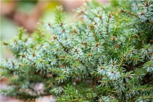 Serbische Kegelfichte 'Nana' - Picea omorika 'Nana'