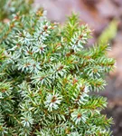 Serbische Kegelfichte 'Nana' - Picea omorika 'Nana'