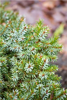 Serbische Kegelfichte 'Nana' - Picea omorika 'Nana'