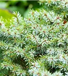 Serbische Kegelfichte 'Nana' - Picea omorika 'Nana'