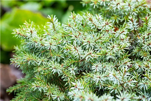 Serbische Kegelfichte 'Nana' - Picea omorika 'Nana'