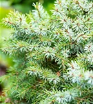 Serbische Kegelfichte 'Nana' - Picea omorika 'Nana'