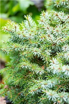 Serbische Kegelfichte 'Nana' - Picea omorika 'Nana'