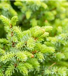 Serbische Kegelfichte 'Nana' - Picea omorika 'Nana'