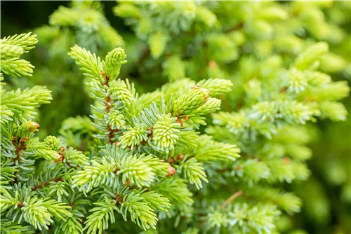 Serbische Kegelfichte 'Nana' - Picea omorika 'Nana'