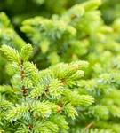 Serbische Kegelfichte 'Nana' - Picea omorika 'Nana'