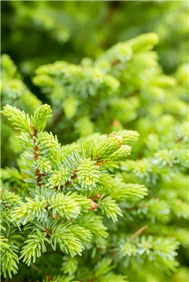 Serbische Kegelfichte 'Nana' - Picea omorika 'Nana'