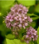 Sommerspiere 'Goldflame' - Spiraea japonica 'Goldflame'