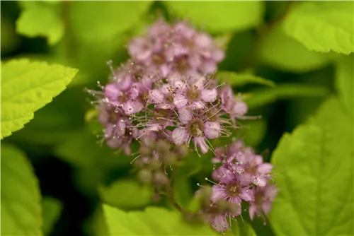 Sommerspiere 'Goldflame' - Spiraea japonica 'Goldflame'