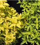 Sommerspiere 'Goldflame' - Spiraea japonica 'Goldflame'