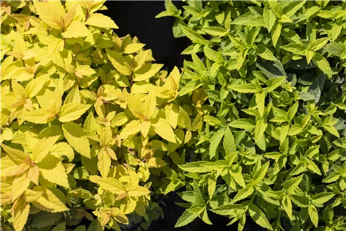 Sommerspiere 'Goldflame' - Spiraea japonica 'Goldflame'