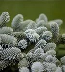 Blaugrüne Spanische Tanne 'Glauca' - Abies pinsapo 'Glauca'