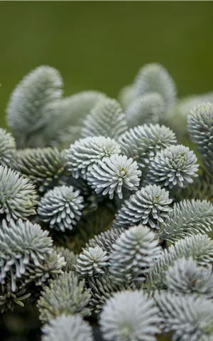 Abies pinsapo 'Glauca'