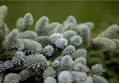 Abies pinsapo 'Glauca' - Blaugrüne Spanische Tanne 'Glauca'