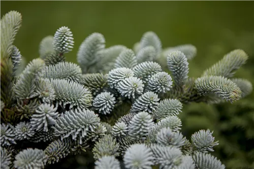 Blaugrüne Spanische Tanne 'Glauca' - Abies pinsapo 'Glauca'