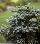 Blaugrüne Spanische Tanne 'Glauca' - Abies pinsapo 'Glauca'