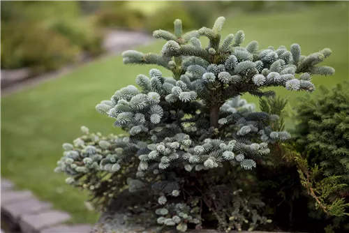 Blaugrüne Spanische Tanne 'Glauca' - Abies pinsapo 'Glauca'