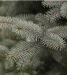 Blaufichte 'Blue Diamond' - Picea pungens 'Blue Diamond'