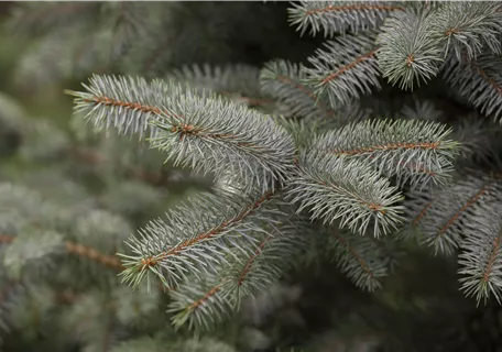 Picea pungens 'Blue Diamond' - Blaufichte 'Blue Diamond'