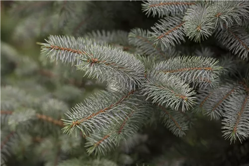 Blaufichte 'Blue Diamond' - Picea pungens 'Blue Diamond'