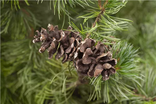 Mädchenkiefer 'Tempelhof' - Pinus parviflora 'Tempelhof'