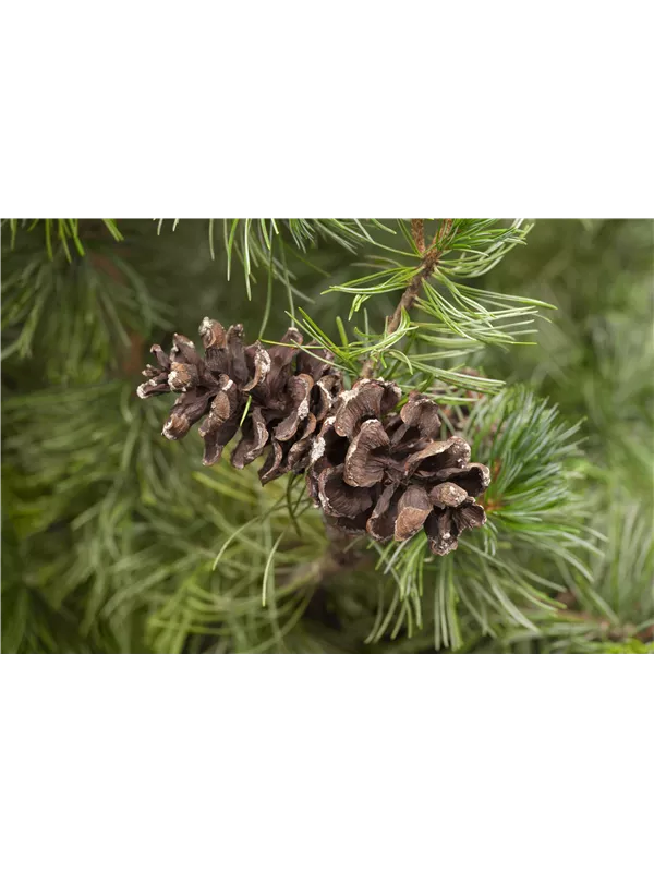 Mädchenkiefer 'Tempelhof' - Pinus parviflora 'Tempelhof'