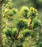 Mädchenkiefer 'Tempelhof' - Pinus parviflora 'Tempelhof'