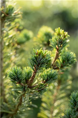 Mädchenkiefer 'Tempelhof' - Pinus parviflora 'Tempelhof'