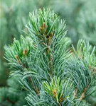 Mädchenkiefer 'Tempelhof' - Pinus parviflora 'Tempelhof'