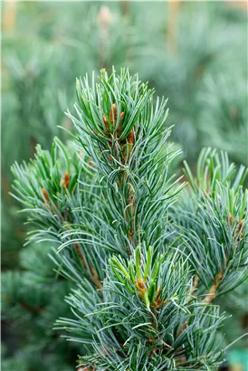 Mädchenkiefer 'Tempelhof' - Pinus parviflora 'Tempelhof'