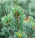 Mädchenkiefer 'Tempelhof' - Pinus parviflora 'Tempelhof'