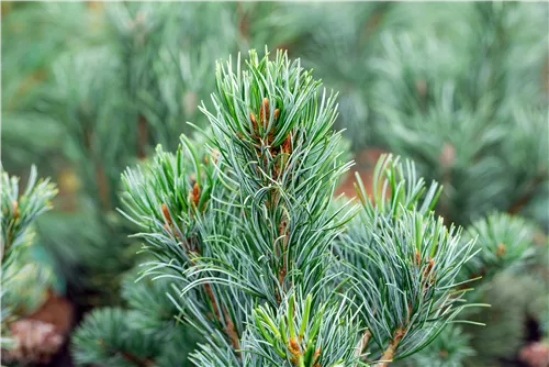 Mädchenkiefer 'Tempelhof' - Pinus parviflora 'Tempelhof'