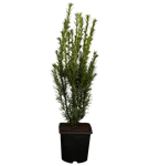 Eibe 'Groenland' - Taxus media 'Groenland'