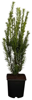 Eibe 'Groenland' - Taxus media 'Groenland'