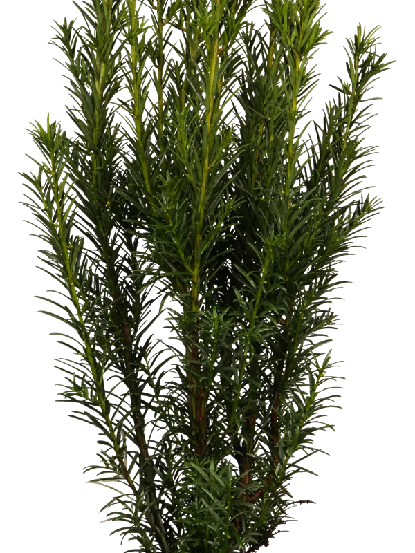 Eibe 'Groenland' - Taxus media 'Groenland'