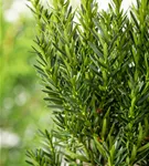 Eibe 'Groenland' - Taxus media 'Groenland'