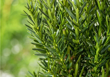 Taxus media 'Groenland' - Eibe 'Groenland'