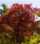 Roter Fächerahorn 'Beni Maiko' - Acer palmatum 'Beni-maiko'