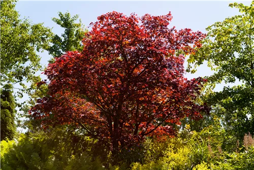 Roter Fächerahorn 'Beni Maiko' - Acer palmatum 'Beni-maiko'