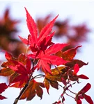 Roter Fächerahorn 'Beni Maiko' - Acer palmatum 'Beni-maiko'