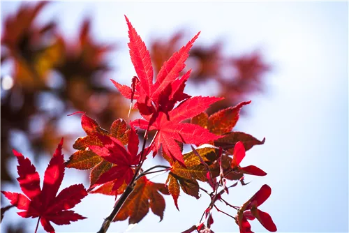 Roter Fächerahorn 'Beni Maiko' - Acer palmatum 'Beni-maiko'