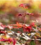 Roter Fächerahorn 'Beni Maiko' - Acer palmatum 'Beni-maiko'