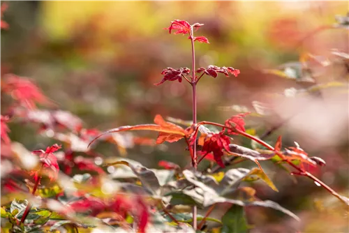 Roter Fächerahorn 'Beni Maiko' - Acer palmatum 'Beni-maiko'