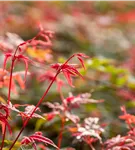 Roter Fächerahorn 'Beni Maiko' - Acer palmatum 'Beni-maiko'