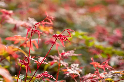 Roter Fächerahorn 'Beni Maiko' - Acer palmatum 'Beni-maiko'