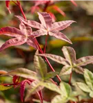 Roter Fächerahorn 'Beni Maiko' - Acer palmatum 'Beni-maiko'