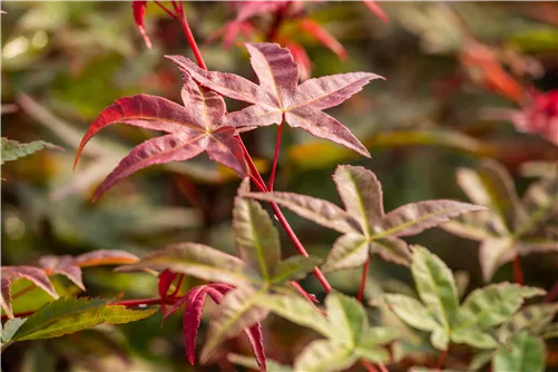 Roter Fächerahorn 'Beni Maiko' - Acer palmatum 'Beni-maiko'