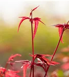 Roter Fächerahorn 'Beni Maiko' - Acer palmatum 'Beni-maiko'